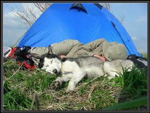 西伯利亞雪撬犬