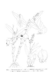 梳唇石斛 梳唇石斛