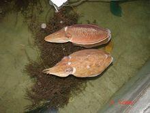 金烏賊[金烏賊]