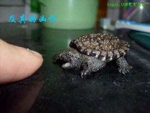 佛洲擬鱷龜