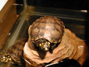 黃頭側頸龜
