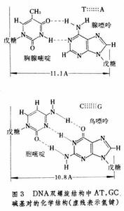 脫氧核糖核酸雙螺旋
