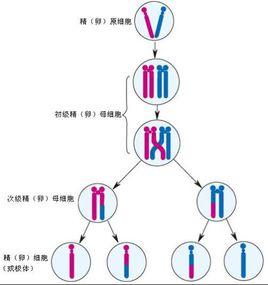 減數分裂I 減數分裂I
