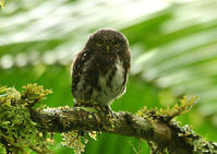 哥斯大黎加鵂鶹 哥斯大黎加鵂鶹