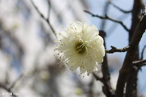 白梅花 白梅花
