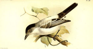 西利霸鶲 西利霸鶲