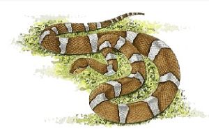 銅斑蛇[蛇類]