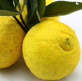 象山春香 象山春香