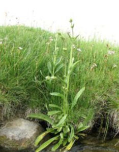 膜葉獐牙菜 膜葉獐牙菜