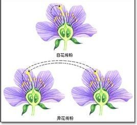 自花授粉 自花授粉