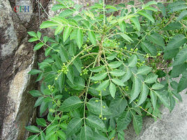 小葉長花柳 小葉長花柳