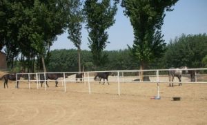 陽光山谷馬術俱樂部 陽光山谷馬術俱樂部