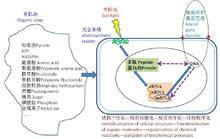 圖2細胞起源的光合偶聯假說