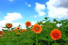 大豐荷蘭花海5高清組圖