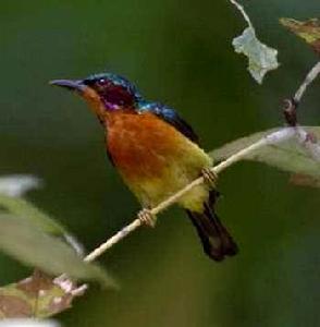 紫頰直嘴太陽鳥