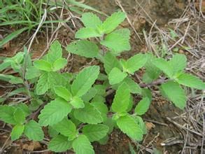 長萼香草 長萼香草