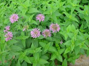 杭愛龍蒿 杭愛龍蒿