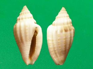 厚唇卷管螺 厚唇卷管螺