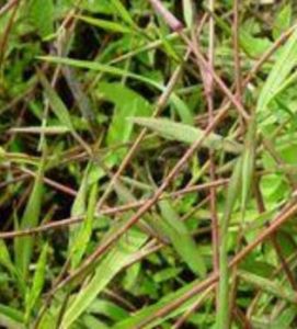 皺葉柳葉箬 皺葉柳葉箬