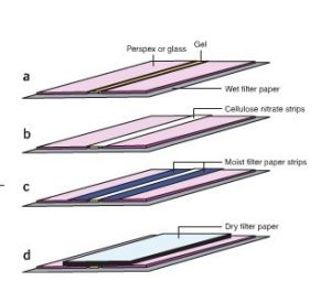Southern雜交 Southern雜交
