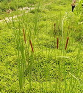 狹葉香蒲 狹葉香蒲