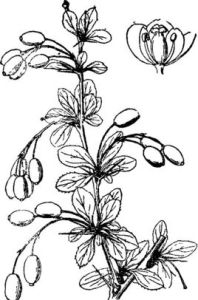 鮮黃小檗 鮮黃小檗