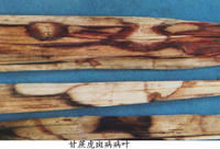 甘蔗虎斑病 甘蔗虎斑病