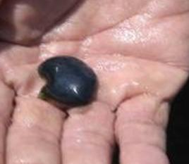 鯽魚膽[輻鰭魚綱動物]