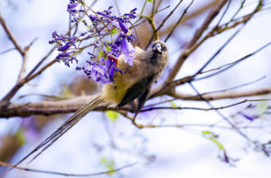 白背鼠鳥 白背鼠鳥