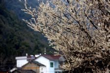 黃山梅族 黃山梅族