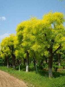 金葉國槐 金葉國槐