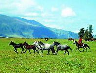 西崗子鎮 西崗子鎮