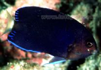 白尾新娘神仙 白尾新娘神仙