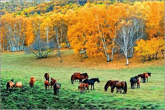 秋天那么美,我想去看看