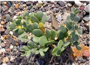 甘肅駝蹄瓣 甘肅駝蹄瓣