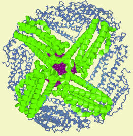 血清鐵蛋白測定
