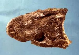 爬行綱（化石）