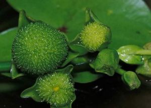 直果草屬 直果草屬