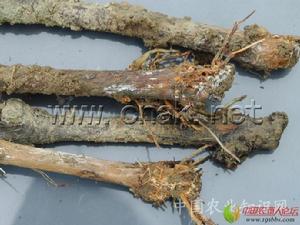 葡萄白紋羽病 葡萄白紋羽病