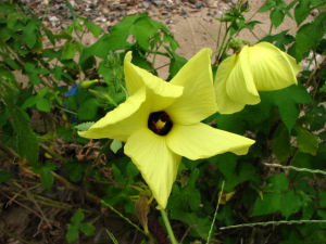 大萼葵屬 大萼葵屬