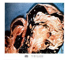 驢,馬妊娠毒血症 驢,馬妊娠毒血症