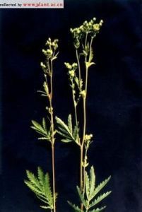 粘委陵菜 粘委陵菜