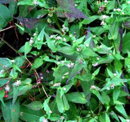 貓兒眼睛 貓兒眼睛