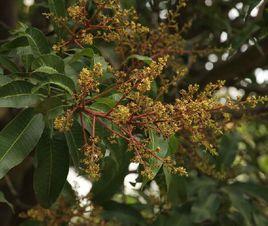 杧果[杧果（芒果）]