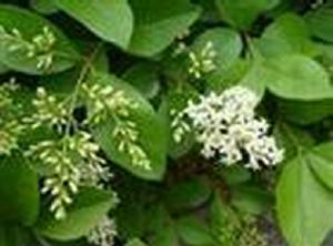 薄革葉冬青 薄革葉冬青