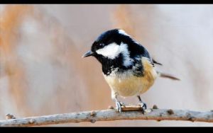 煤山雀亞塞拜然亞種