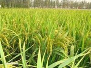 中南優510 中南優510