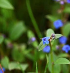 巴塘微孔草 巴塘微孔草
