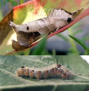 毛蟲追寄蠅 毛蟲追寄蠅