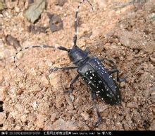 花天牛族 花天牛族